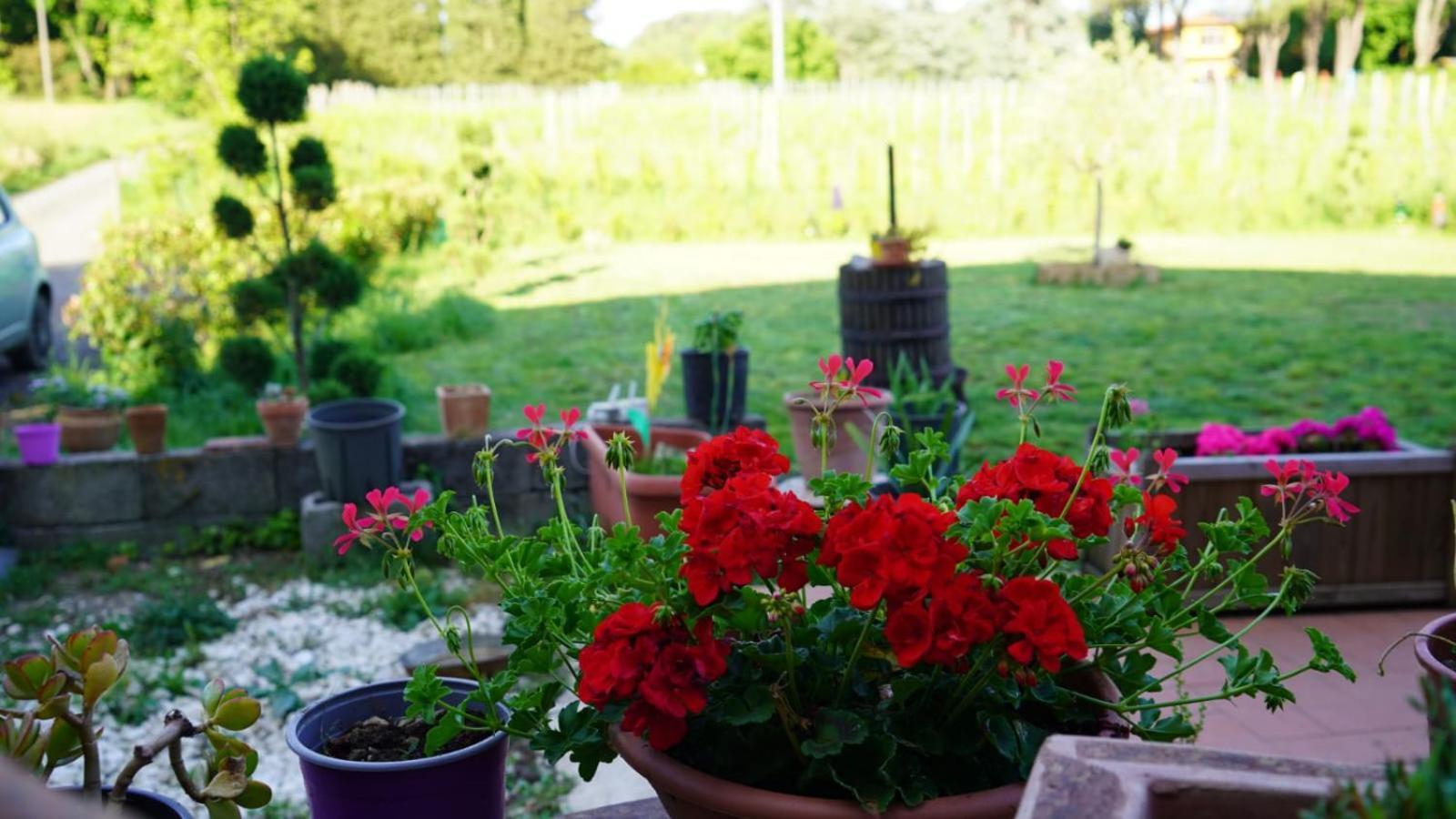 Wine House Bed & Breakfast Capannori Bagian luar foto