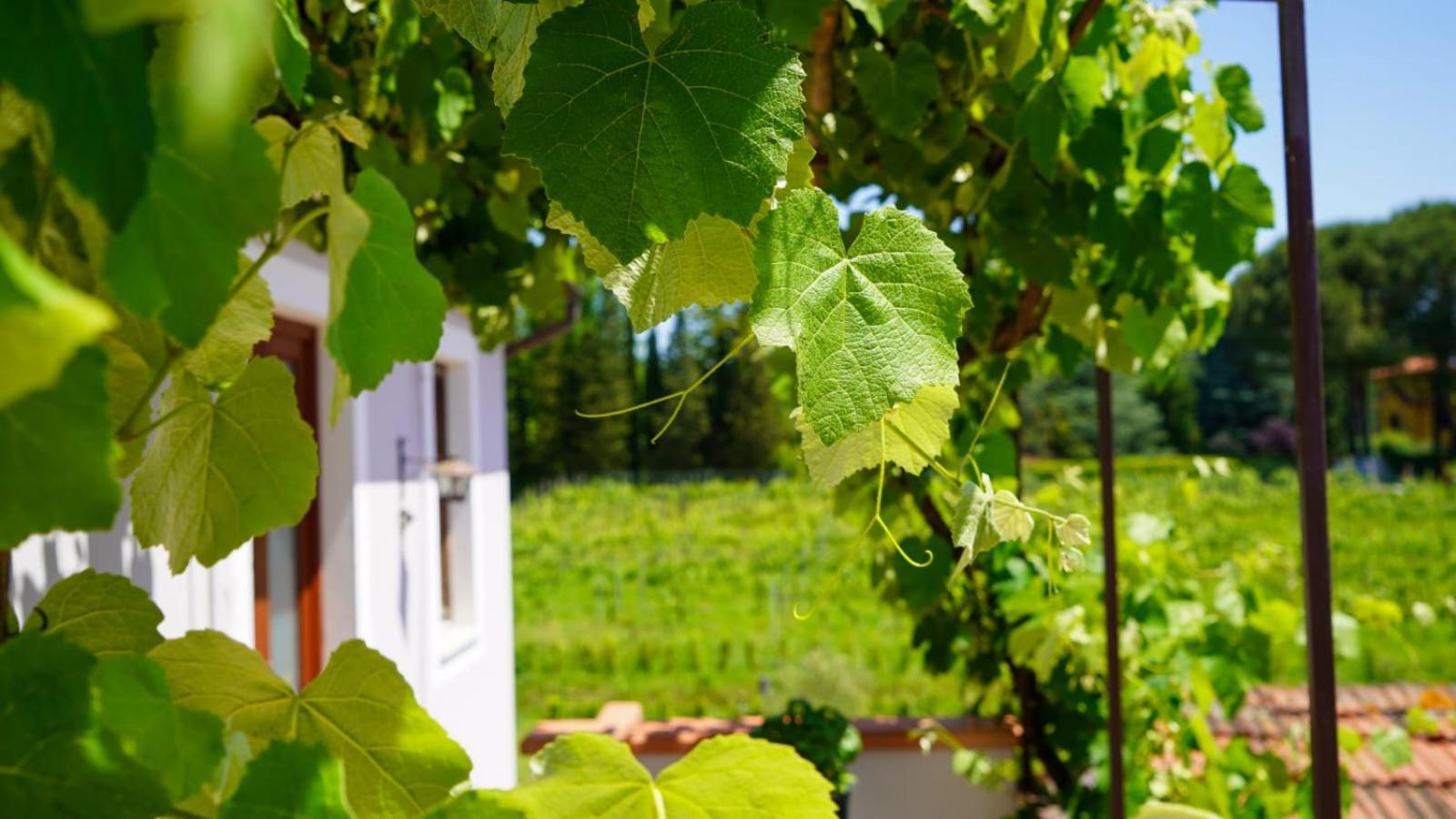 Wine House Bed & Breakfast Capannori Bagian luar foto