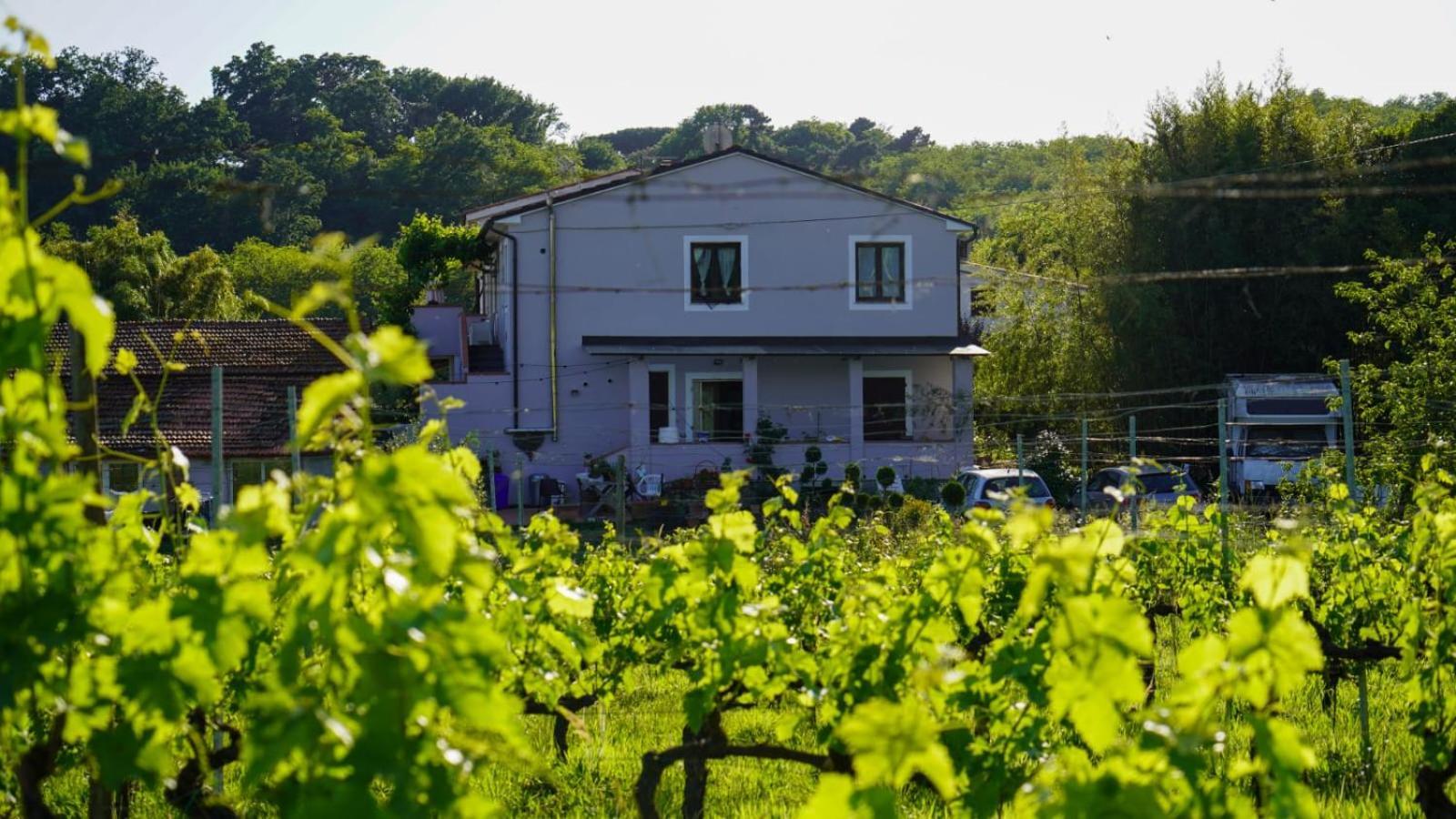 Wine House Bed & Breakfast Capannori Bagian luar foto