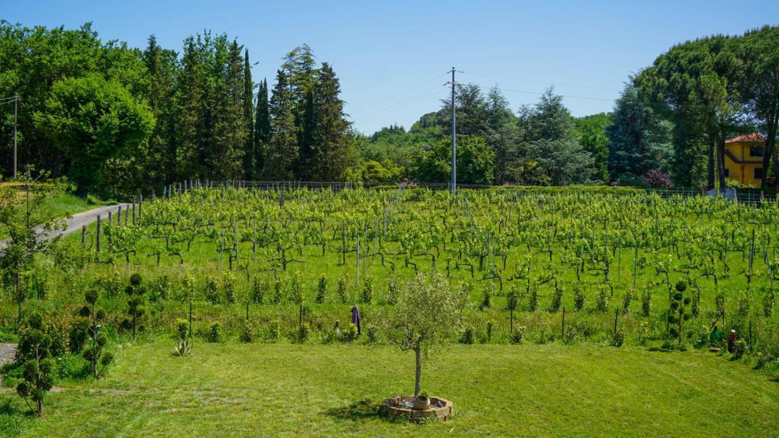 Wine House Bed & Breakfast Capannori Bagian luar foto
