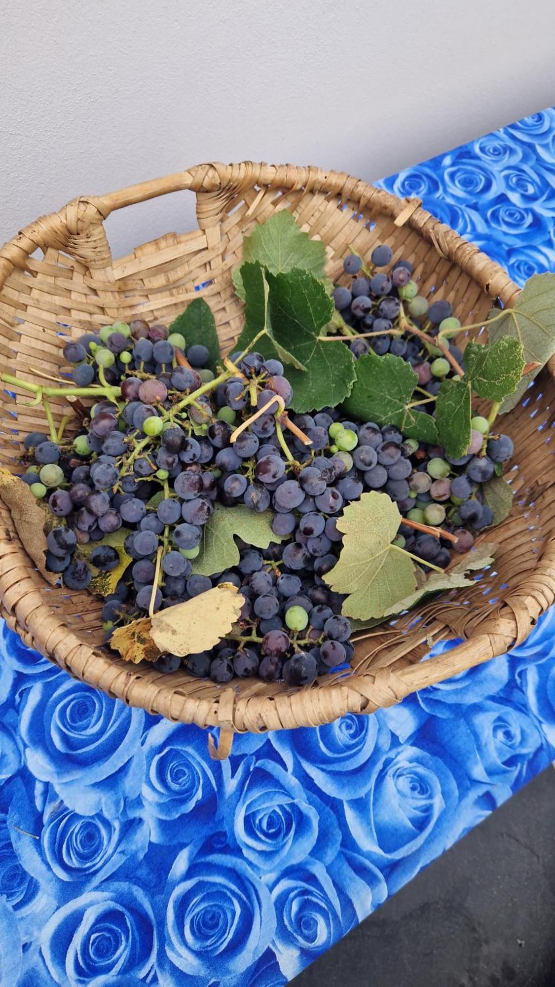 Wine House Bed & Breakfast Capannori Bagian luar foto